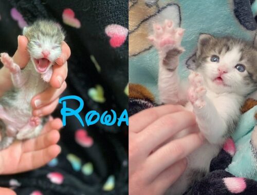 2-day-old tiny kittens were in danger of euthanasia because they were abandoned by their mom cat