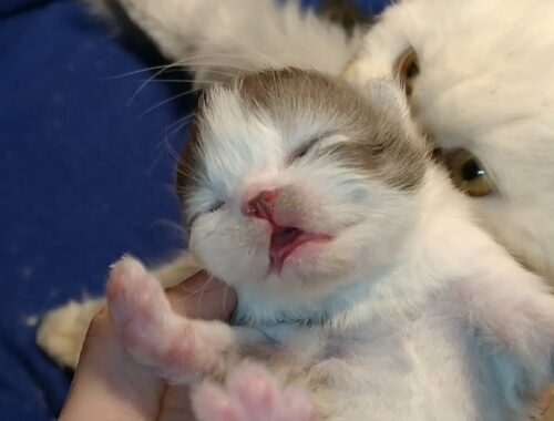 Adorably Cute Kittens Opening Eyes After 9 Days Of Their Birth