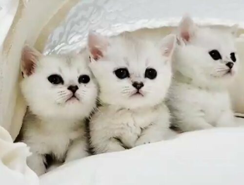 Precious Munchkin Kittens Will Make Your Day Brighter