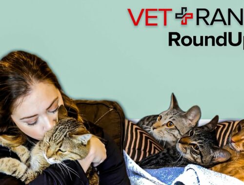 Puppies and Kittens EVERYWHERE!  This WEEK on VET RANCH ROUNDUP!