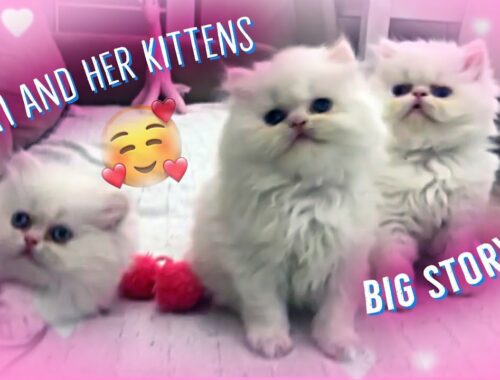 Mati and her kittens big story 1^:^