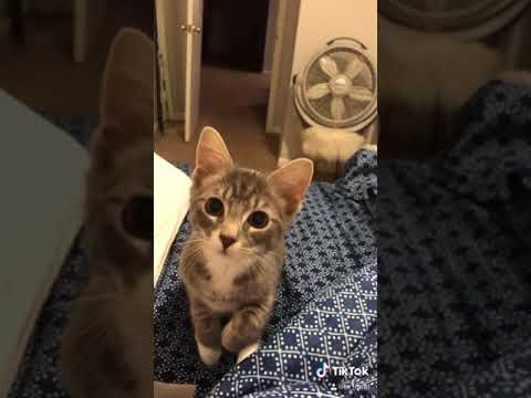 Sneak attack Video   Kittens cutest, Kittens, Cute animals