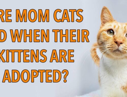 Do Mom Cats Miss Their Kittens After Adoption?