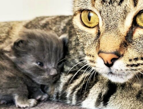 Baby kitten was found alone, screaming because he was so hungry. Who was adopted by mom cat