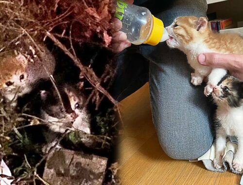 Stray Kittens Found In The Bushes Are Ready To Start a New Life