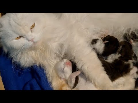 Mother Cat Hiding Her Newborn Kittens And Feeding Them