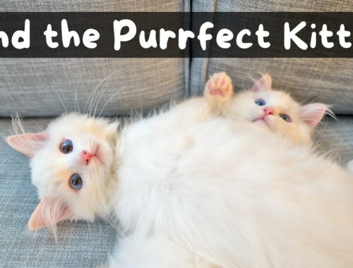 How to Buy a Ragdoll Kitten from a Reputable Breeder (6 Step Process) | The Cat Butler
