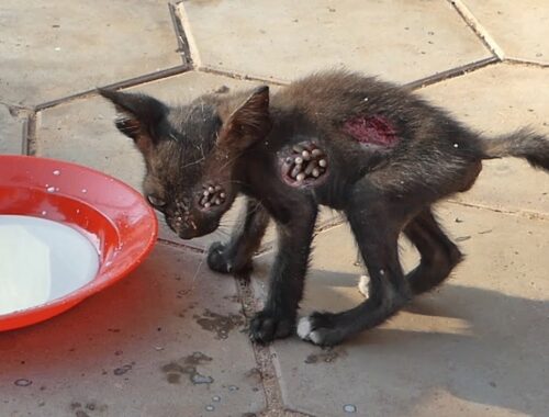 Rescue starving kittens who R abandoned and not enough food for years & feeding with delicious food