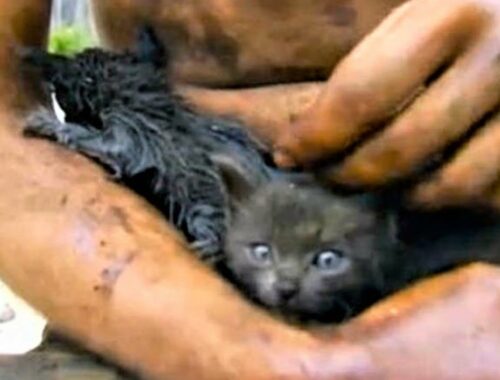 Two tiny kittens desperately fighting for their lives in the heavy, oil filled water