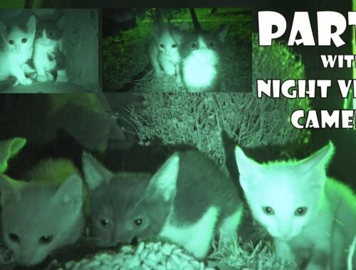 The kittens' mothers has been missing. I must be their mother for a while. Part 4: Night camera shot
