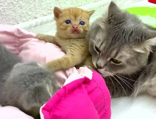 Adopted kitten: "Yay, mama cat loves me!"