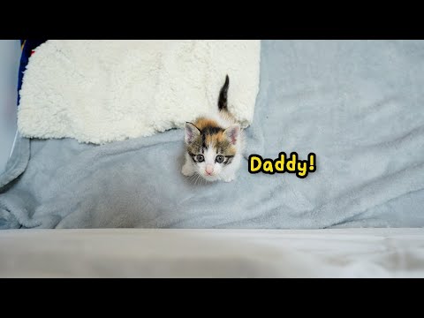 The Rescued Kitten says every night, "I want to sleep together"
