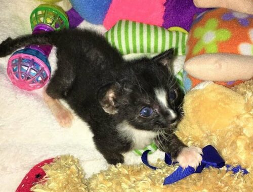 Kitten was born by a 6-month-old cat who couldn't care for her