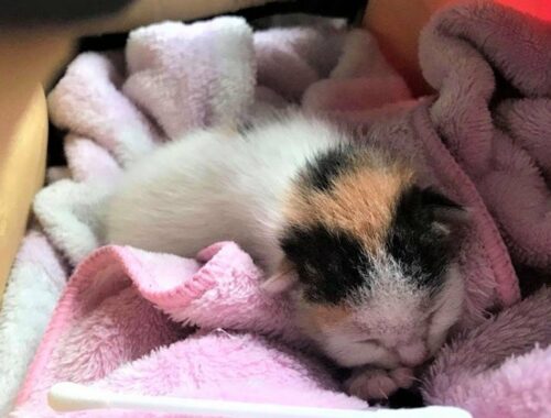A tiny sized kitten was found crying alone in a bush because she was abandoned by her mom cat