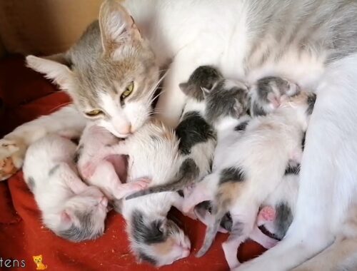 Watch a cat become a mother to seven kittens in her first pregnancy #littlecats #catvideos  #kittens