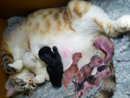 Rescued Pregnant Mommy Cat Gives Birth 8 Cute Kittens || Animals Giving Birth #woavideos