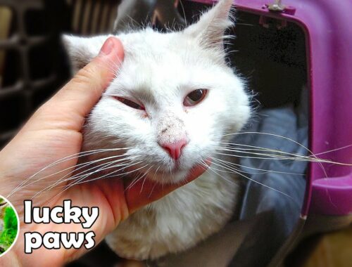 Blind And Deaf Kitten's Older Sister Has Been Spayed - Lucky Paws