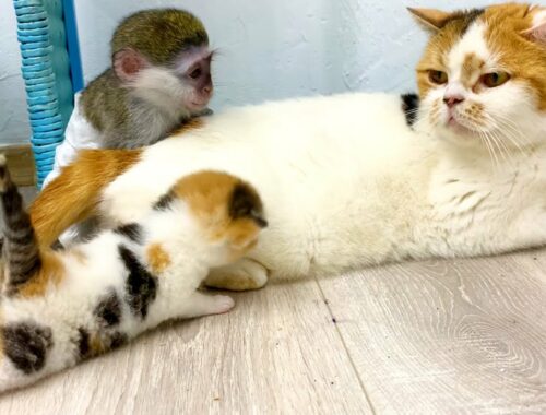 "This is my mom!" - adopted monkey Susie saw that mom cat feeds kittens, will they accept her?