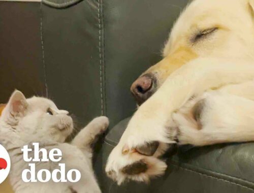 Golden Retriever Who Had Separation Anxiety Gets A Kitten Brother | The Dodo