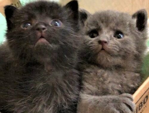 Two kittens were abandoned in a box with a blanket hanging out of it along with the garbage