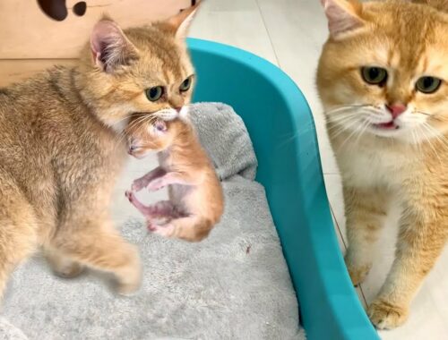 Mom cat carries a kitten to dad cat and calls him to meet her daughter for the first time