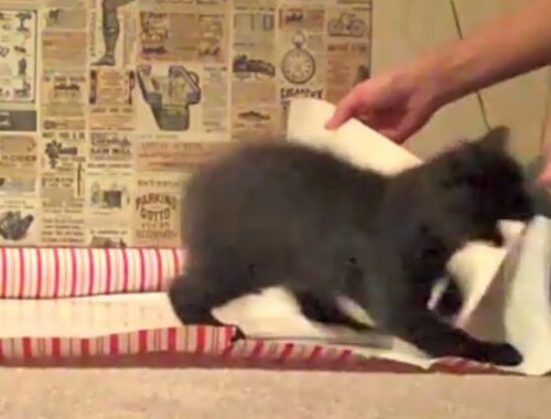 Wrapping presents with kittens around