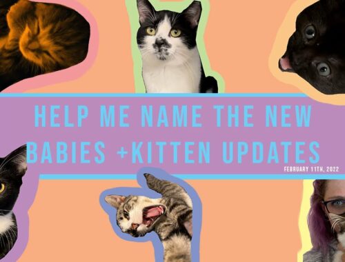 Help me name the new kittens + Kitten updates! 2/11/22