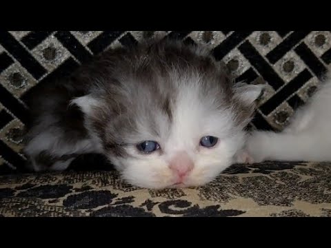 Cute Kittens Are Getting Beautiful And Fluffy By Every Passing Day | Cuteness Overloaded