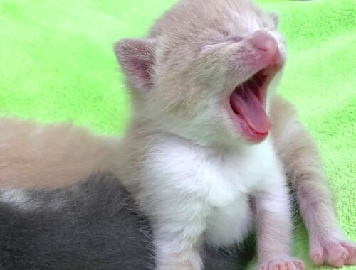 10 days after birth: cute kittens waking up and yawning