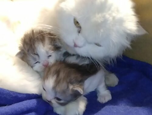 Adorable Newborn Kittens Yawning And Stretching Mother Cat Feeding Them Milk