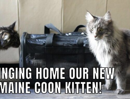 Bringing Home Our New Maine Coon Kitten!