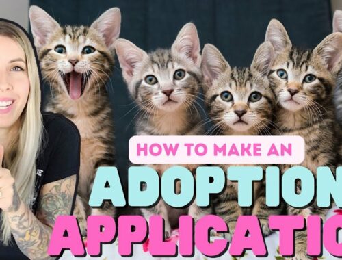 Kitten Adoptions: How to Create an Application & Find a Forever Home
