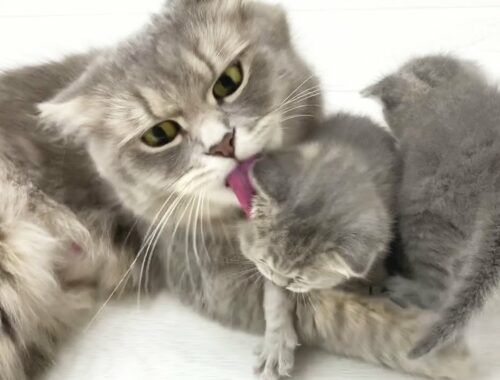 Mom cat punishing naughty kittens
