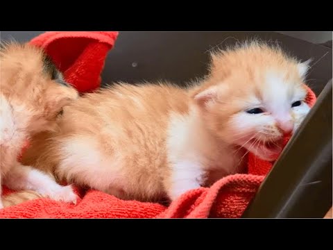 Tiny Kittens meowing calling for mom Cat because Kittens are so hungry, it's so cute!