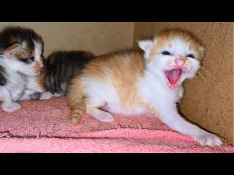 Tiny Kittens angry & hissing at me when Kittens don't remember me! so cute