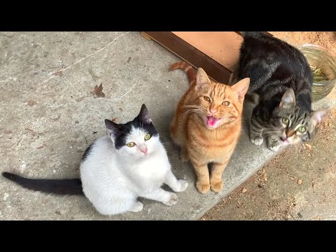 My little friends, the kittens, came to me by meowing when they saw me
