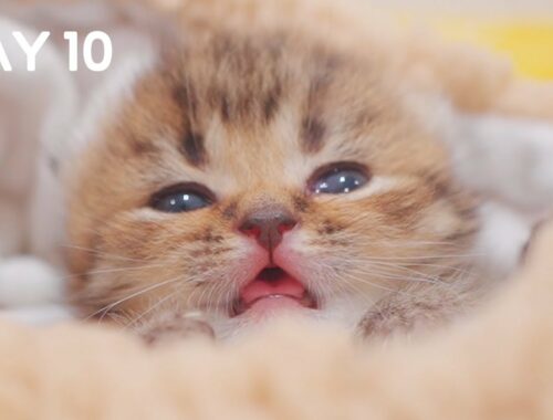 What Do Cats Dream About? - Day 10 @ Baby Kittens Day 1 to Day 100 Lucky Paws Vlogs