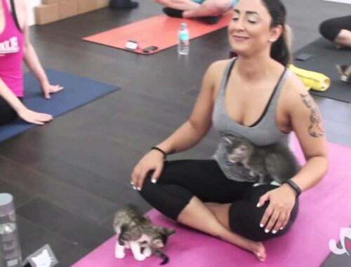 YOGA TO BE KITTEN ME!  Tiny rescue kittens run and play in purrfect cat yoga class!