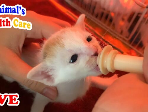 5 orphaned baby kittens update after rescue - Kitten Room Live