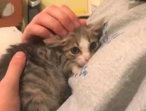 A stray kitten was terrified of everyone and everything and just wanted to hide.
