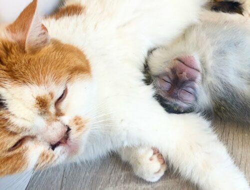 Adopted monkey sleeps sweetly near mother cat while she feeds kittens