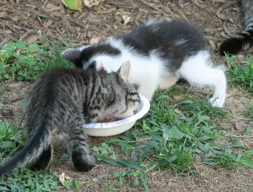Feral Kittens Eat Solid Food For The First Time