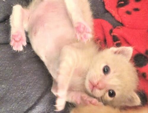 Tiny kittens were rescued when they were crying outside without momma cat