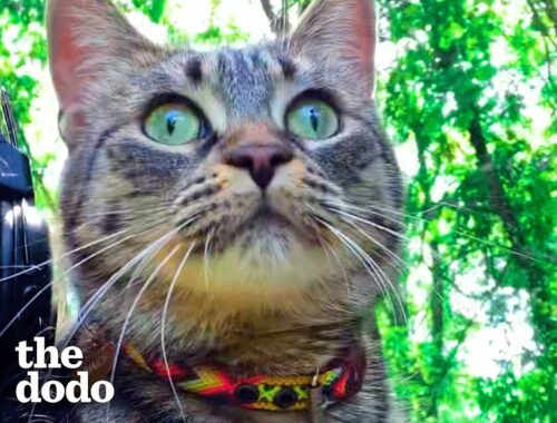 Woman Who Loves To Travel Adopts A Kitten Who Feels The Same Way | The Dodo