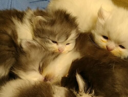 Newborn Kittens Start Meowing As They Realize Their Mother Is Around Them