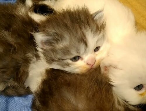 Cute Kittens Waiting For Mother Cat Return And Cuddling Each Other