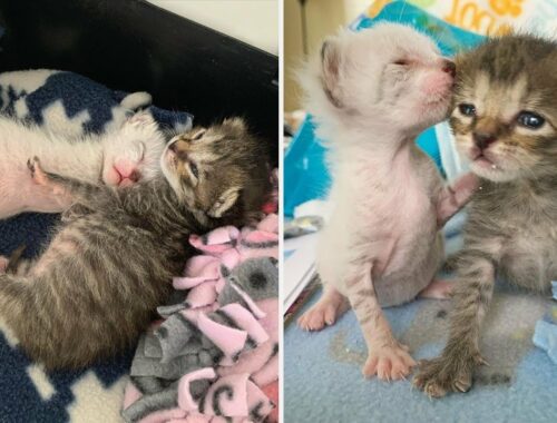 Two tiny kittens depend on each other and share an amazing bond
