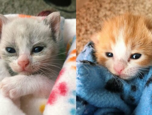 A tiny kitten was found abandoned in a box has her perfect foster friend