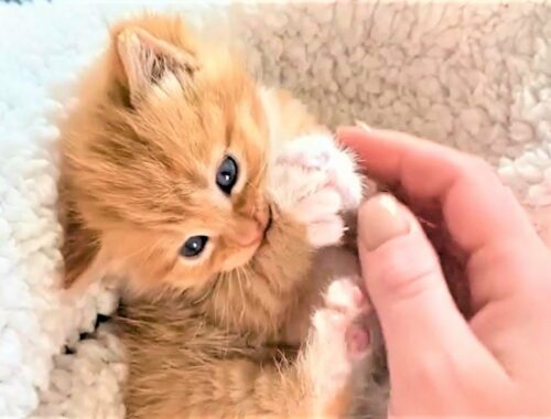 A tiny kitten was born as a solo baby, his mom cat isn't able to care for him