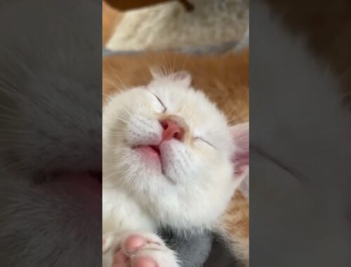 Video of adoptable pet named Gumbo - Soup Kittens